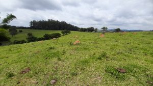 Terreno rural com nascente