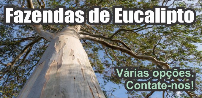 Fazendas de Eucalipto Regiao Bragantina