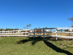 Haras proximo quinta da baronesa