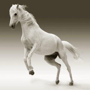 haras na regiao bragantina