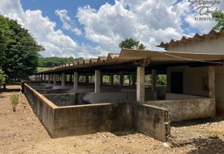 Estrutura p/ suinos no sitio de Tuiuti sitio em tuiuti - Imobiliária em Tuiuti com as melhores opções de casas, chácaras e terrenos
