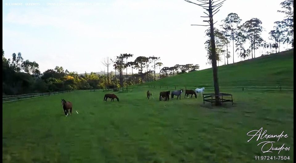 haras em braganca
