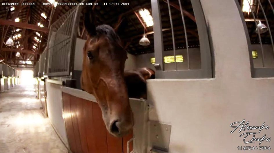 imoveis em braganca, haras à venda em bragança