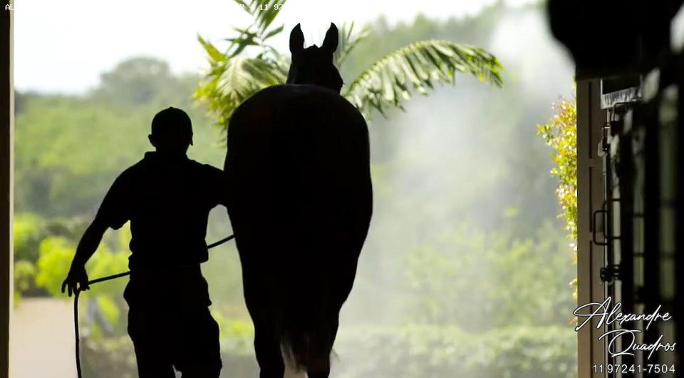 haras a venda em Bragança Paulista