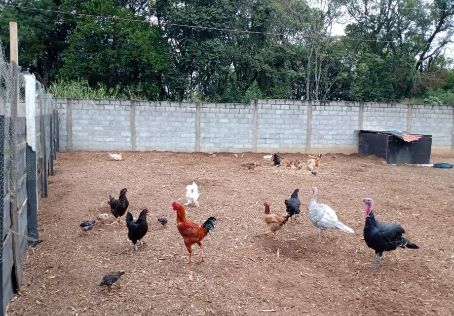 Haras mini em Braganca