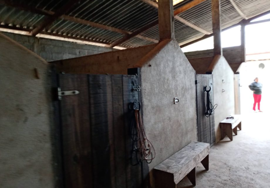 Haras mini em Braganca