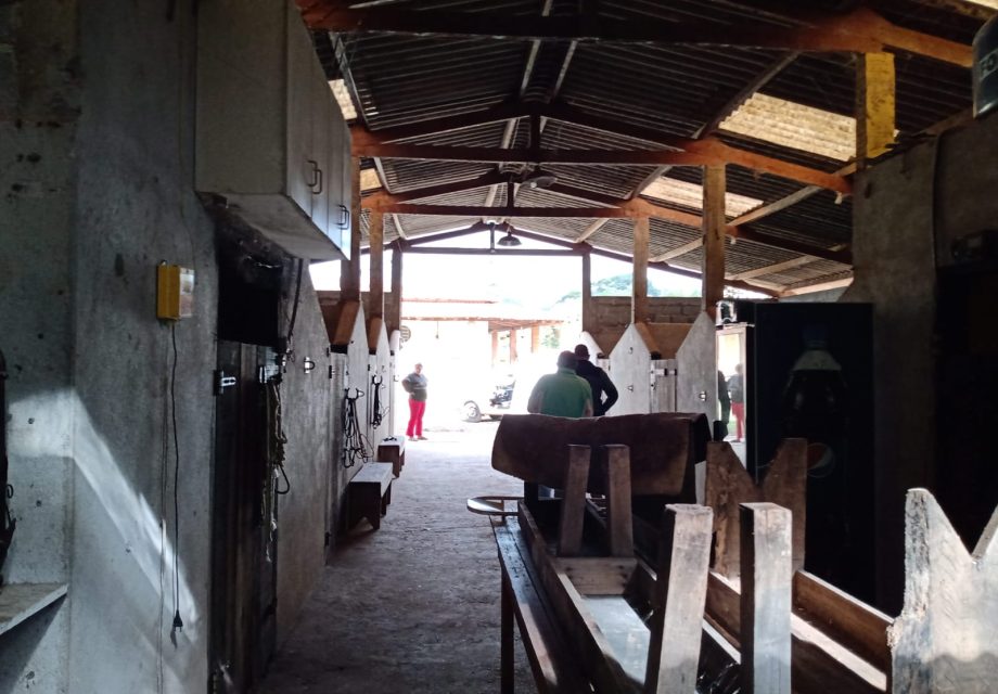 Haras mini em Braganca