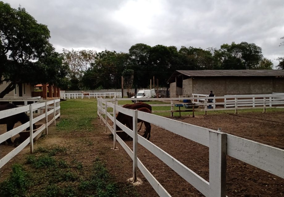 Haras mini em Braganca